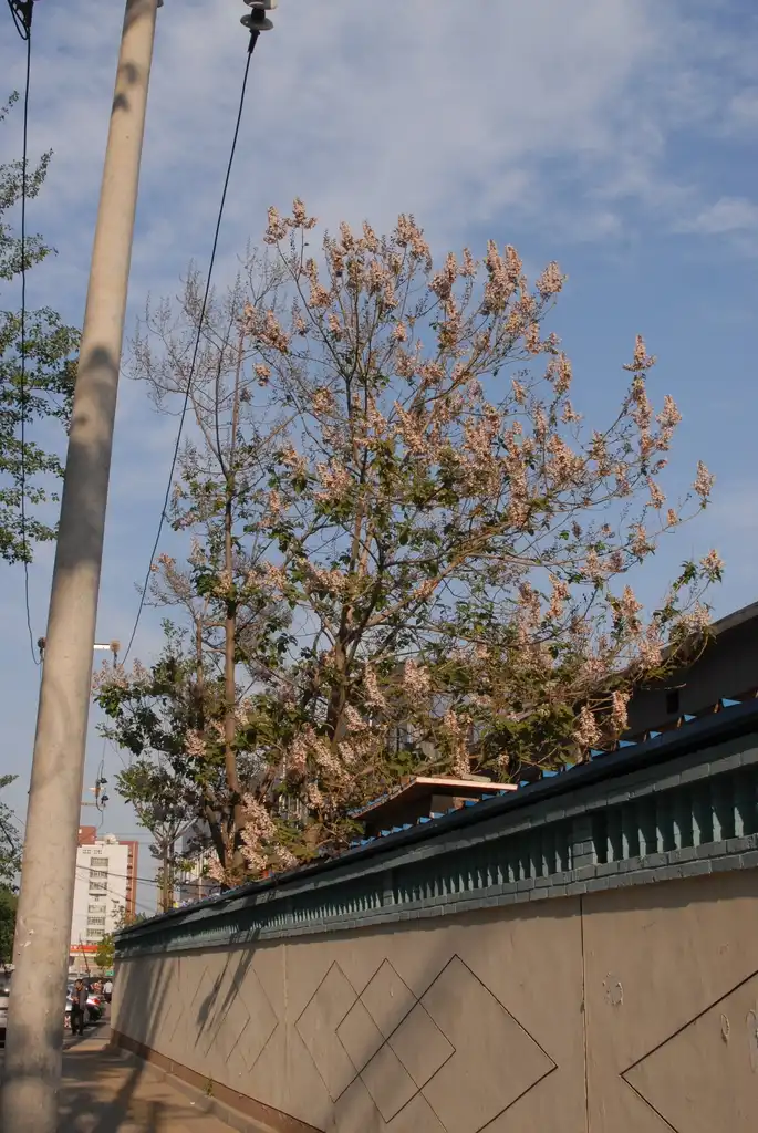 Photo of Paulownia tomentosa - In Beijing:Jim Robbins