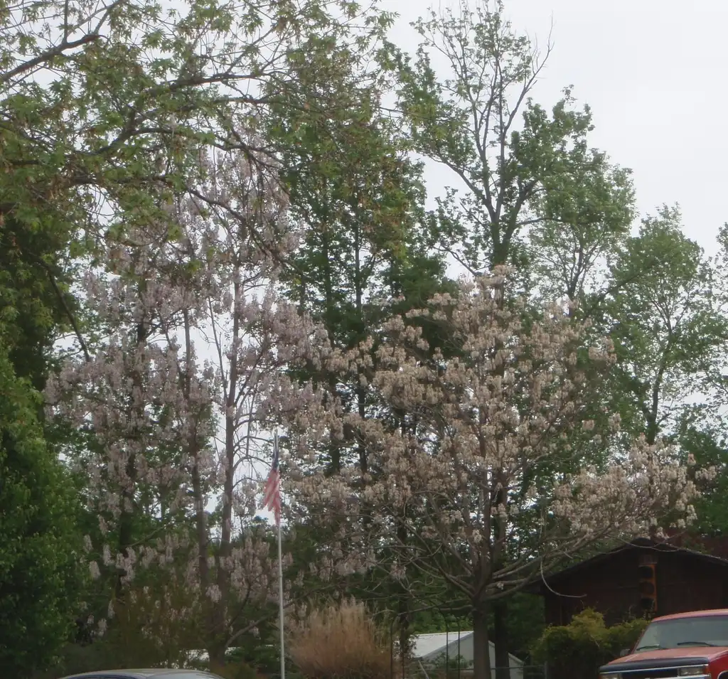 Photo of Paulownia tomentosa - White Flower Form:Jim Robbins
