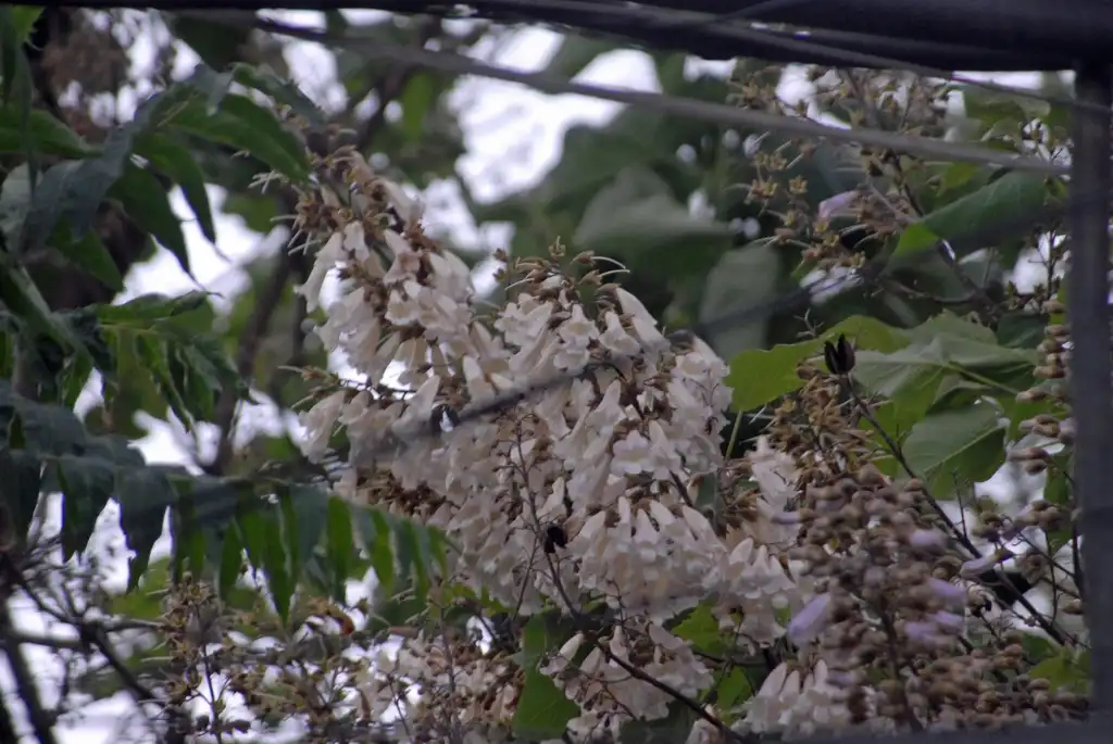 Photo of Paulownia tomentosa - White Flowers:Jim Robbins