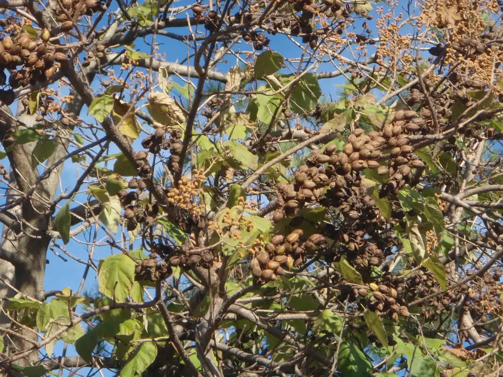 Photo of Paulownia tomentosa - Fruit and Buds:Jim Robbins