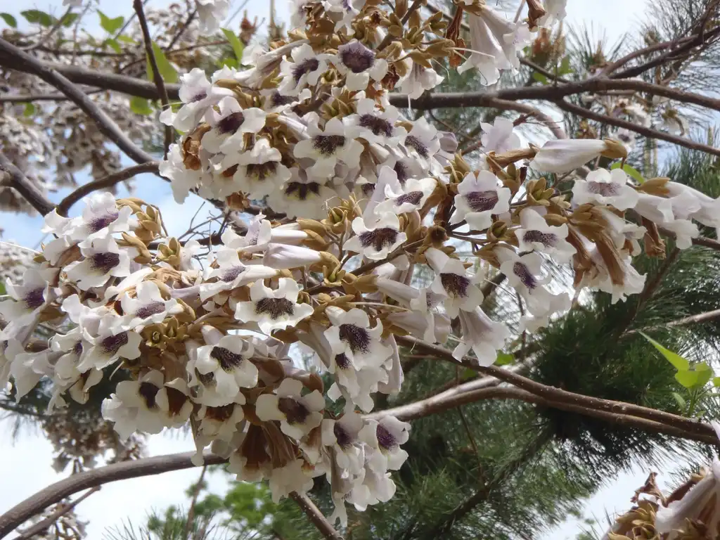 Photo of Paulownia tomentosa - 'Alba' Flower:Jim Robbins