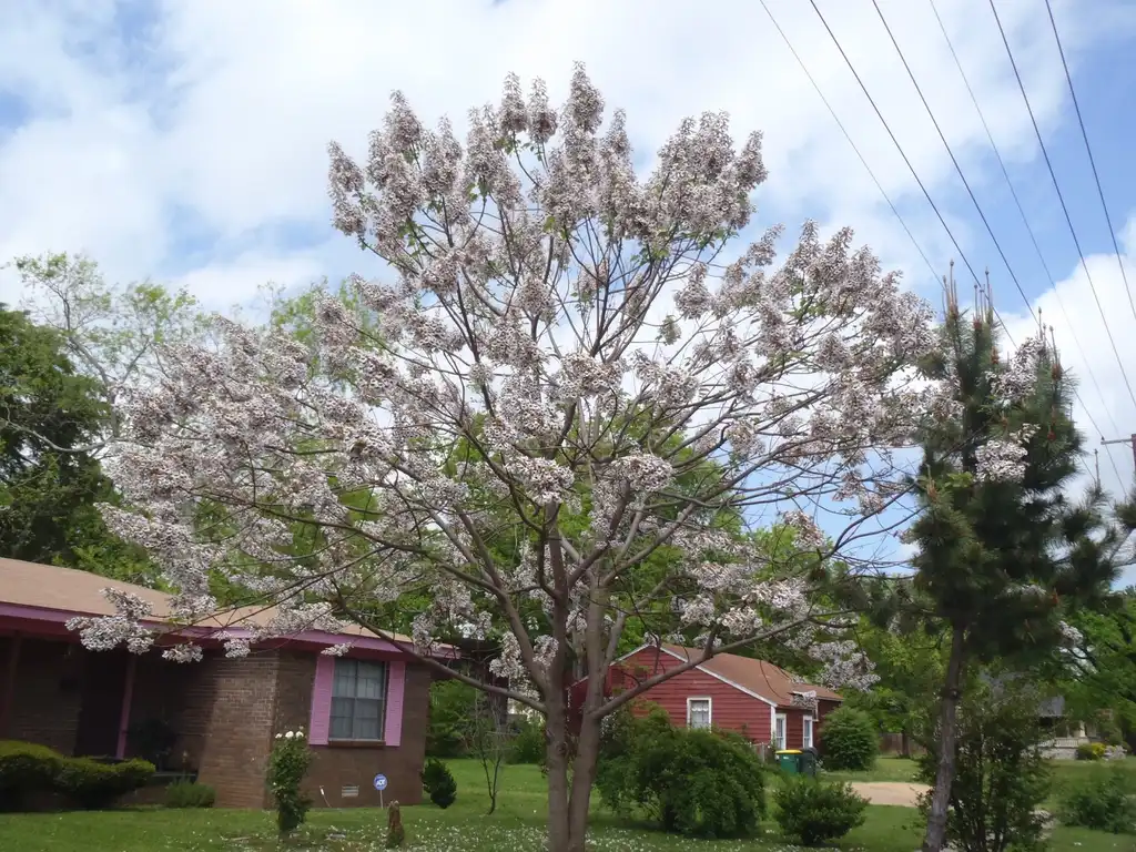 Photo of Paulownia tomentosa - 'Alba' Flower Form:Jim Robbins