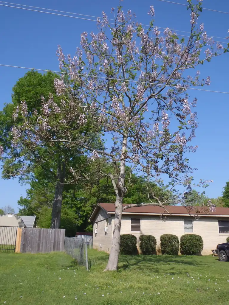 Photo of Paulownia tomentosa - Flower Form:Jim Robbins