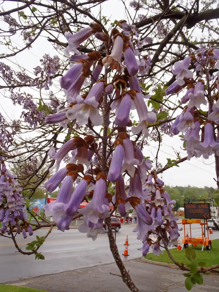 Photo of Paulownia tomentosa - Flower Close-up:Jim Robbins