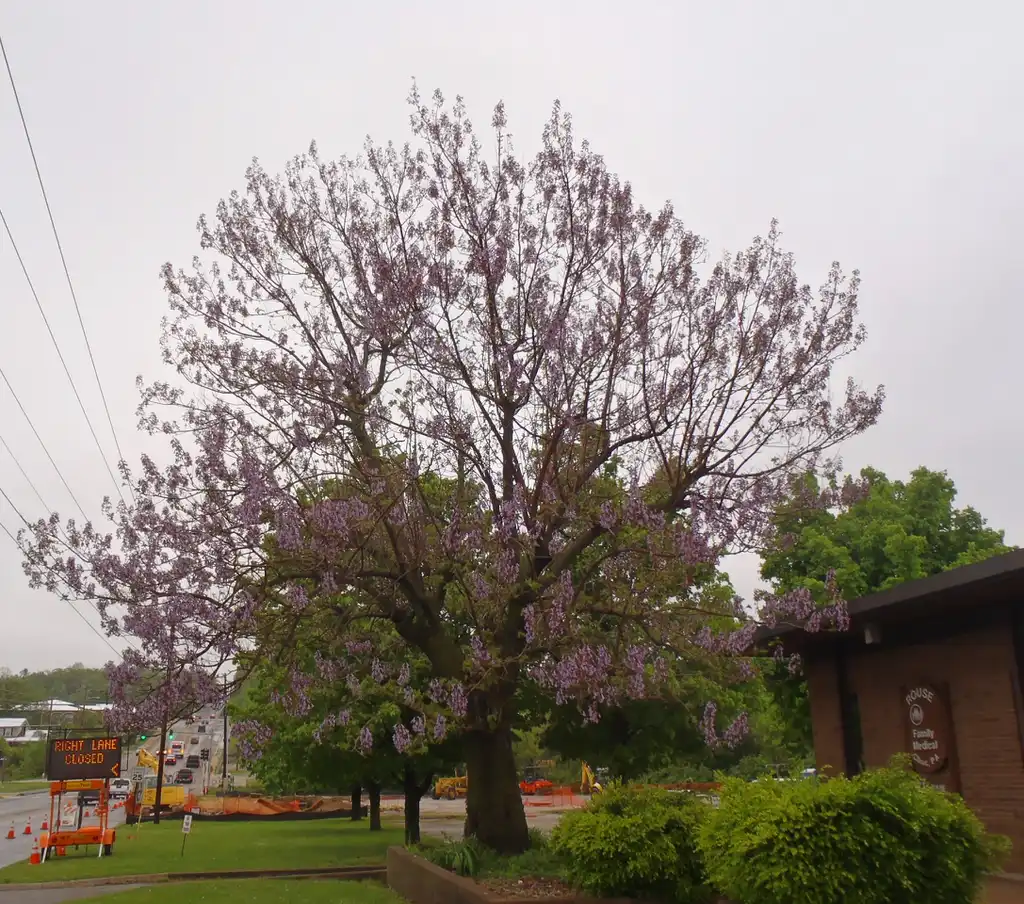 Photo of Paulownia tomentosa - Pink Flower Form:Jim Robbins
