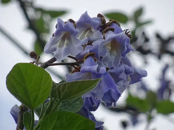 Photo of Paulownia tomentosa - Bloom:Olive Titus