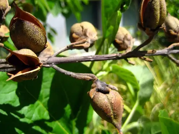 Photo of Paulownia tomentosa - Fruit:Bri Weldon