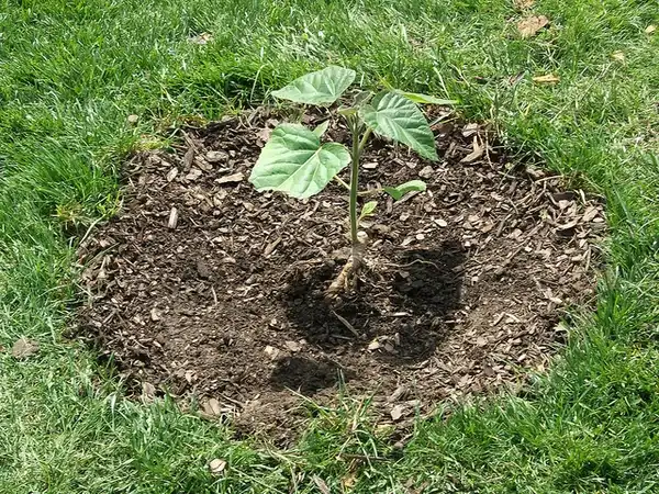 Photo of Paulownia tomentosa - Seedling:Skylar Vance