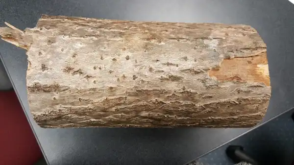 Photo of Paulownia tomentosa - Bark: