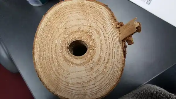 Photo of Paulownia tomentosa - Inside of trunk is hollow.: