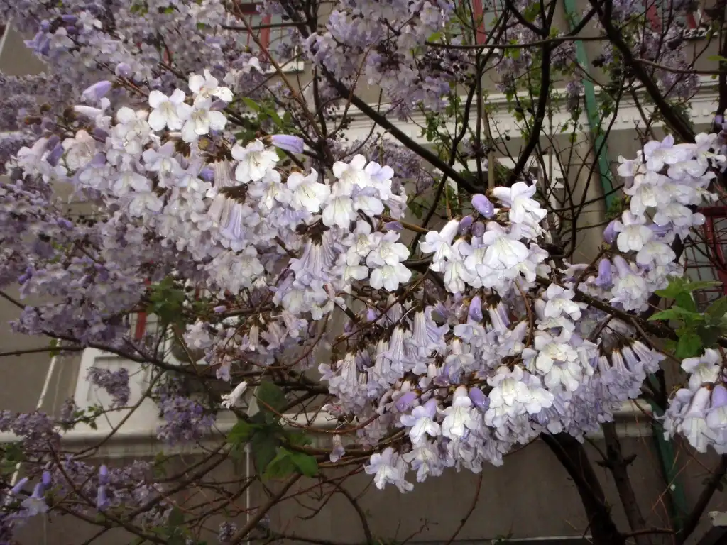 Photo of Paulownia tomentosa - Flowers:Jim Robbins