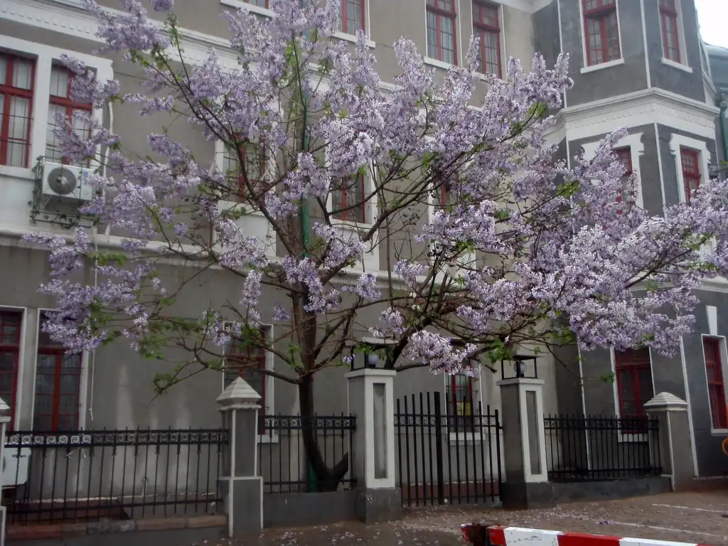 Photo of Paulownia tomentosa - Tree:Jim Robbins