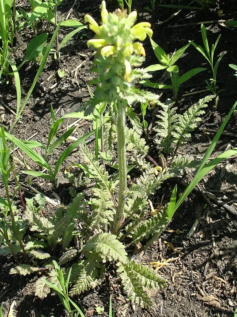 Foto de Pedicularis canadensis (Pedicularis canadensiss)