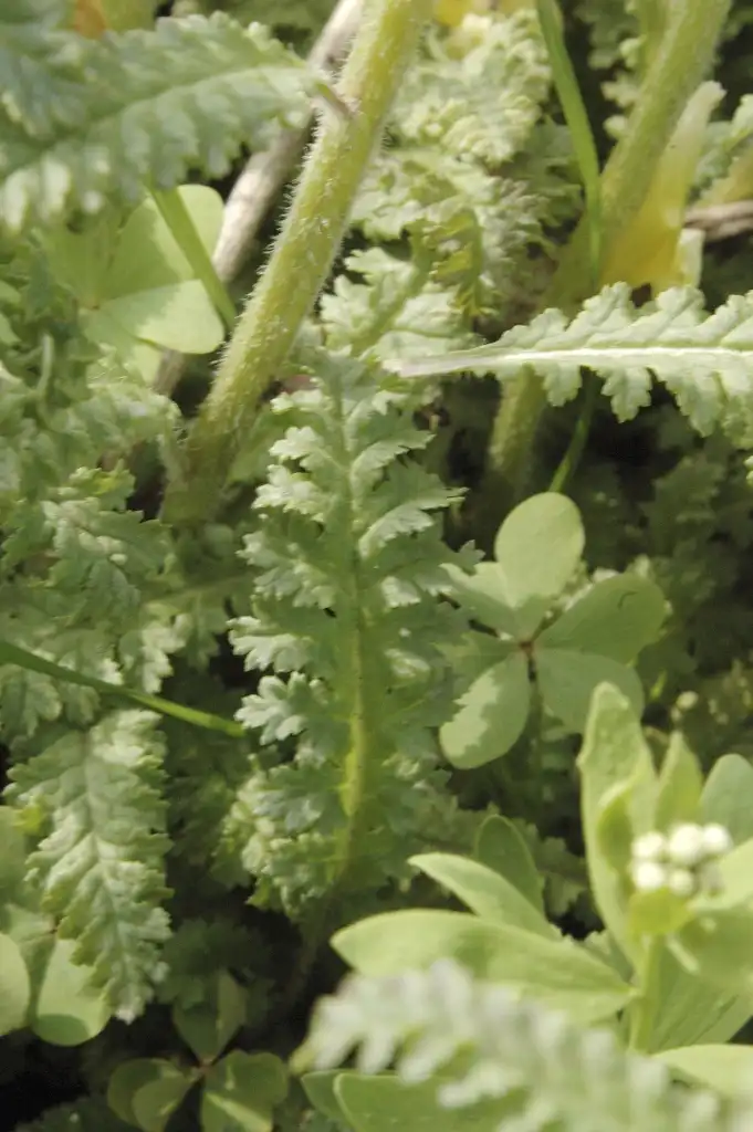 Foto de Pedicularis canadensis (Pedicularis canadensiss)
