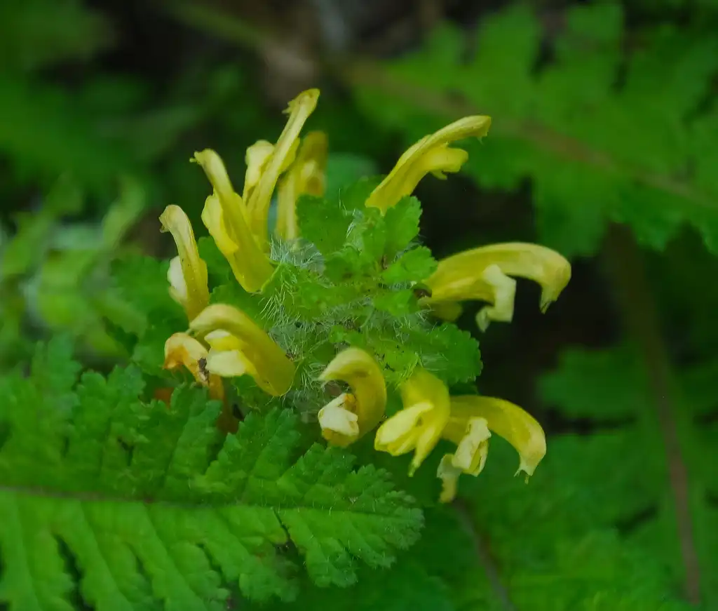 Foto de Pedicularis canadensis - Leaf closeup:Frank Mayfield