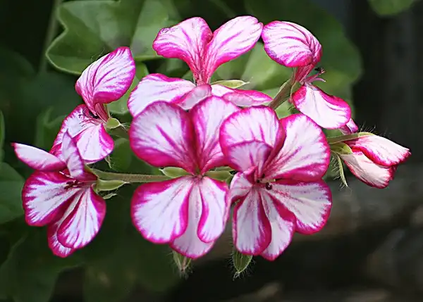 Фото Pelargonium peltatum (Pelargonium peltatums)