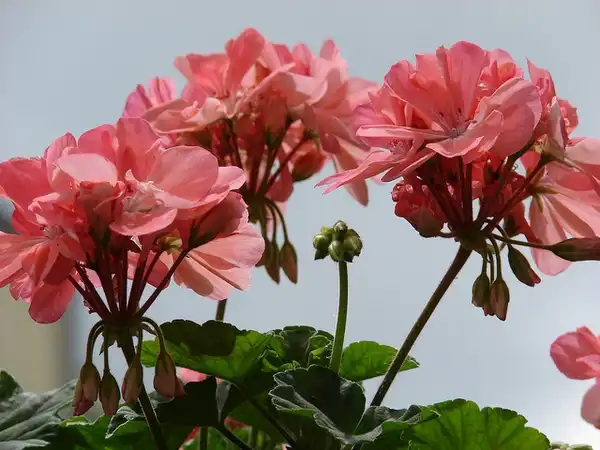 Photo of Pelargonium x hybridum (Pelargonium x hybridums)