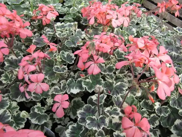Photo of Pelargonium x hybridum (Pelargonium x hybridums)