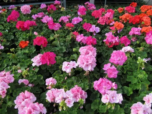 Photo of Pelargonium x hybridum - Grouping of plants:Leonora Enking
