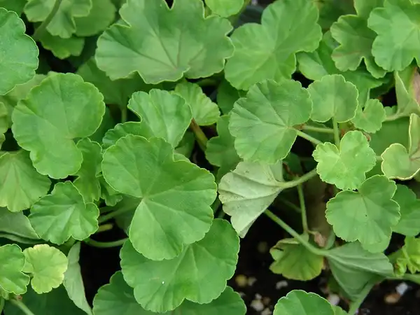 Photo of Pelargonium x hybridum - Leaves:Forest and Kim Starr