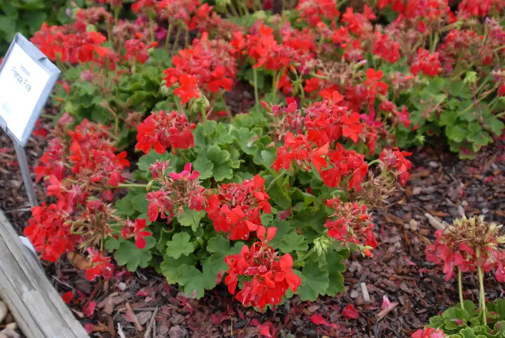 Photo of Pelargonium x hybridum - 'Frenza Fire' Flower:Jim Robbins