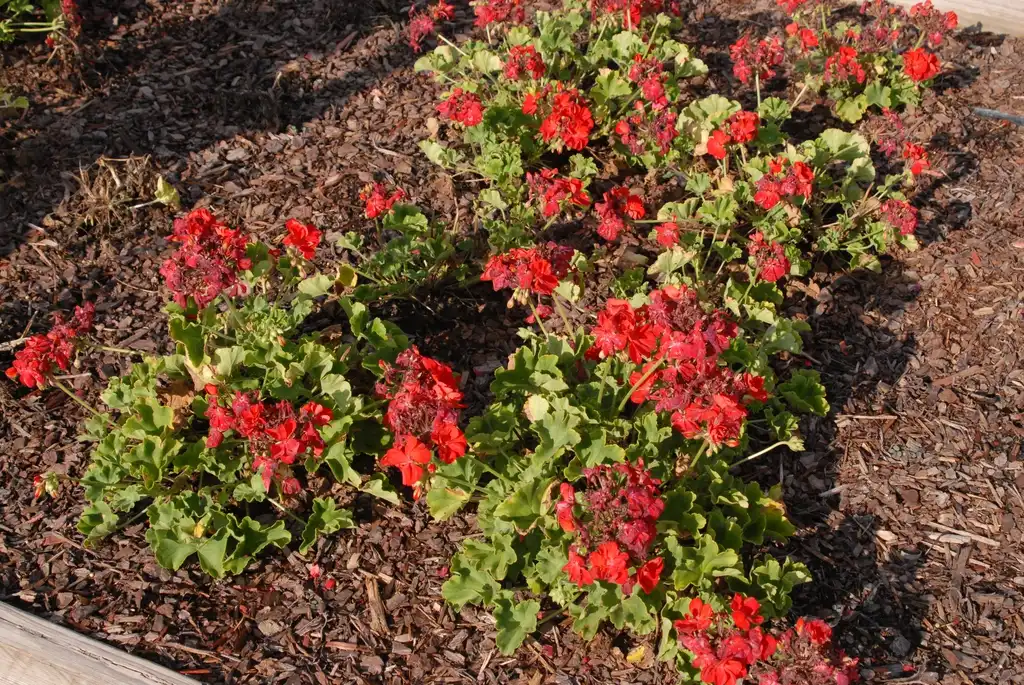 Foto de Pelargonium (Pelargoniums)