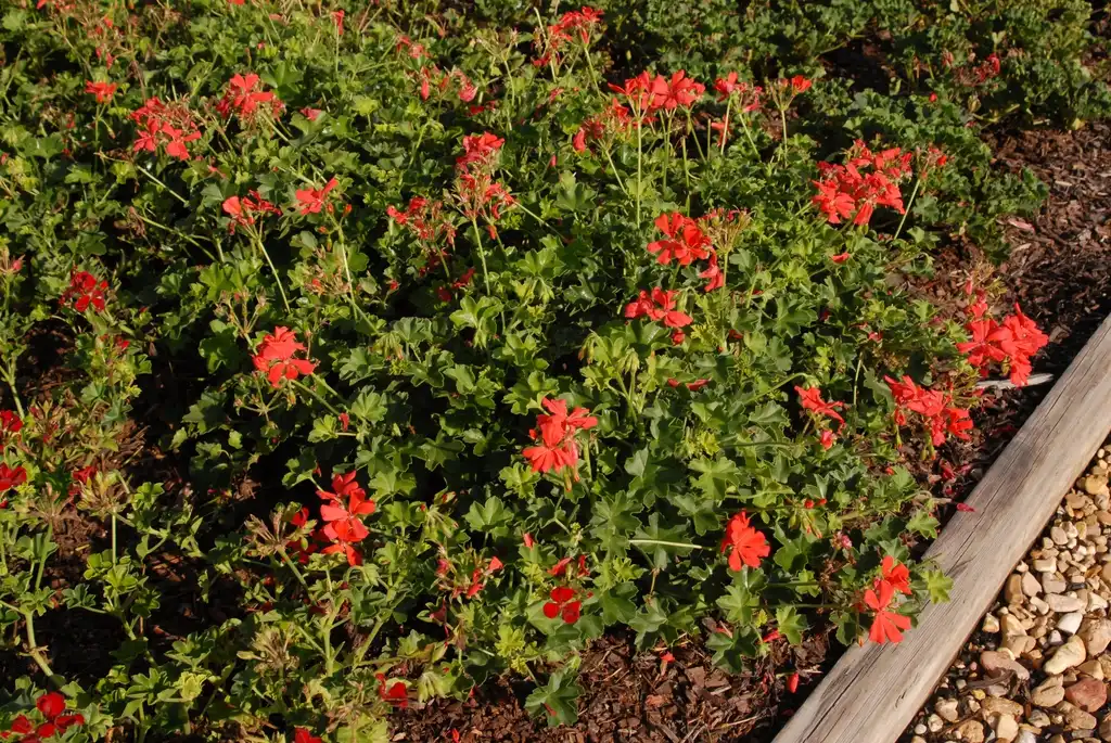 Foto de Pelargonium (Pelargoniums)