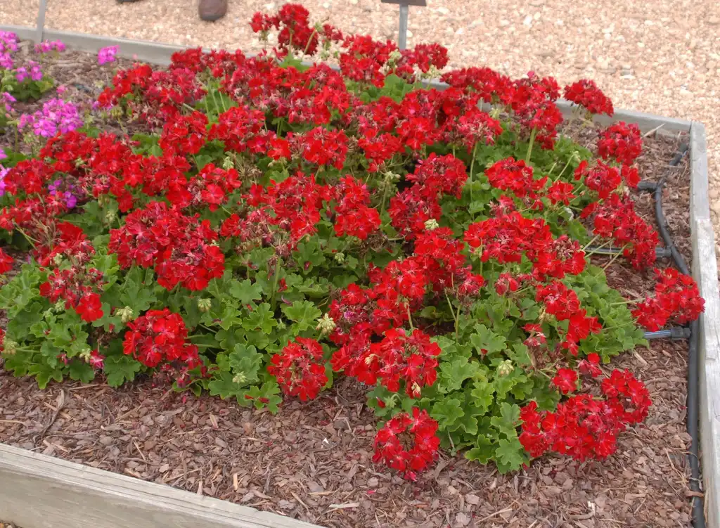 Foto de Pelargonium - 'Boldly Dark Red' Flower Form:Jim Robbins