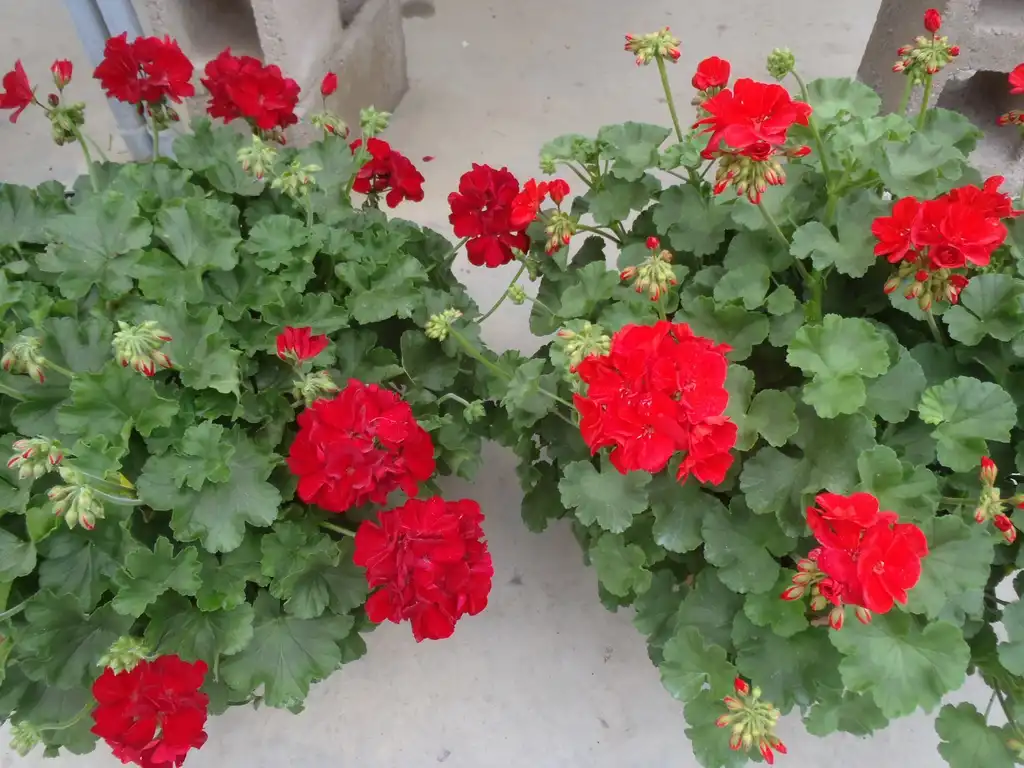 Foto de Pelargonium - 'Callipso Dark' Flower Form:Jim Robbins