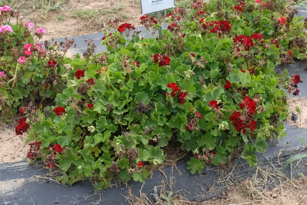 Foto de Pelargonium - 'Boldly Burgundy' Flower Form:Jim Robbins