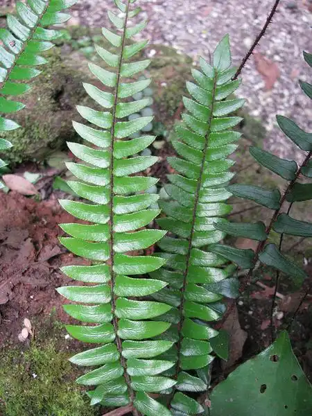 Foto de Pellaea falcata (Pellaea falcatas)