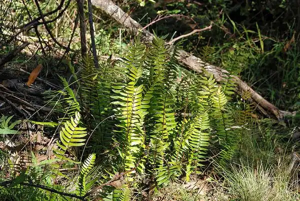 Foto de Pellaea falcata (Pellaea falcatas)