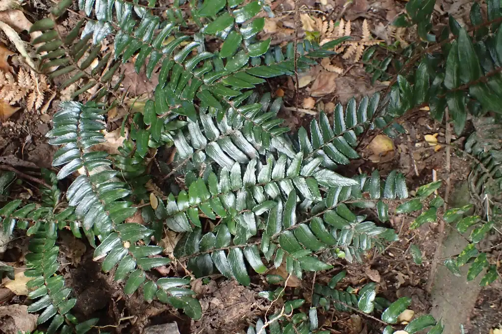 Foto de Pellaea falcata - Frond spread:Krzysztof Ziarnek, Kenraiz