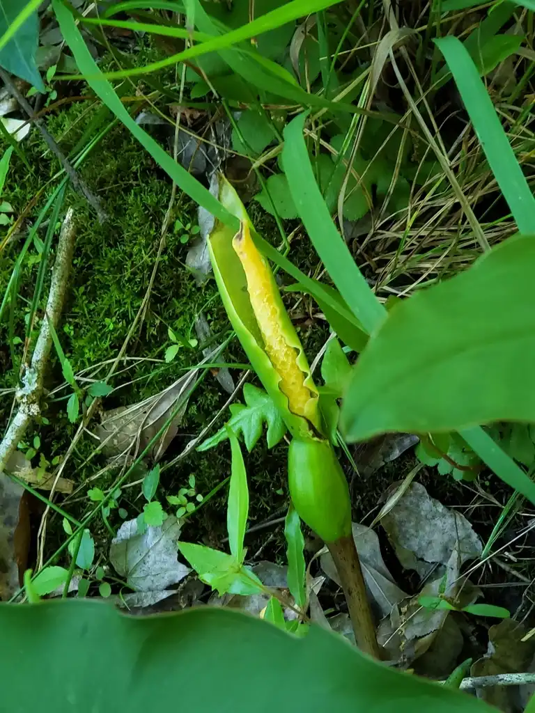 Photo of Peltandra virginica - Flowers:Alvin Diamond
