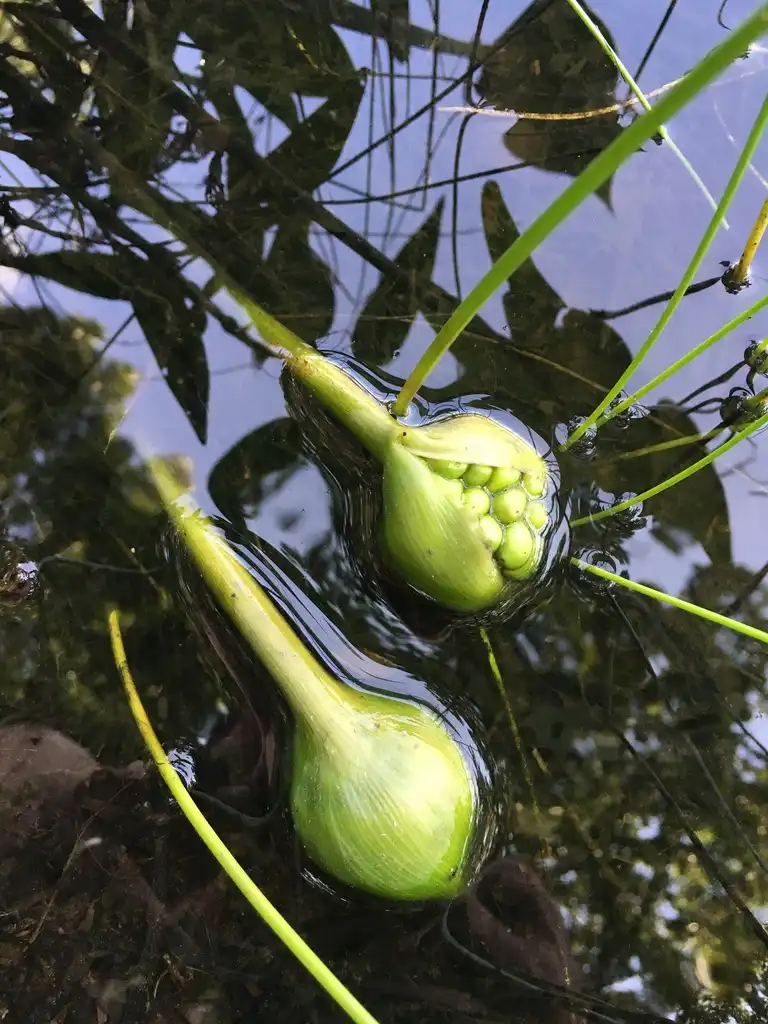 Photo of Peltandra virginica - Fruit:Nelson