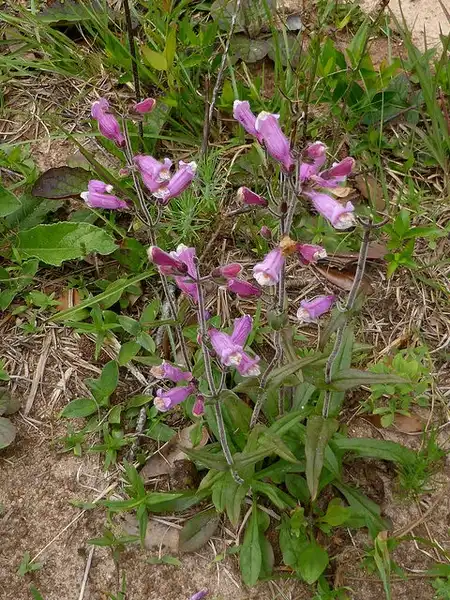 Photo of Penstemon australis (Penstemon australiss)