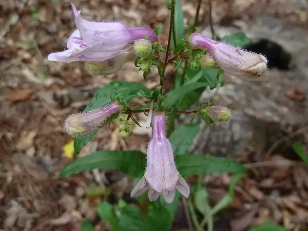 Photo of Penstemon australis (Penstemon australiss)