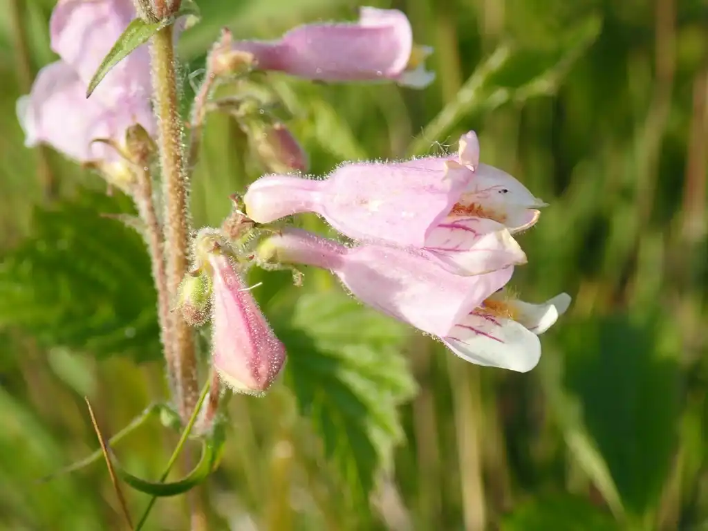 Photo of Penstemon australis - Flowers:Daniel Folds
