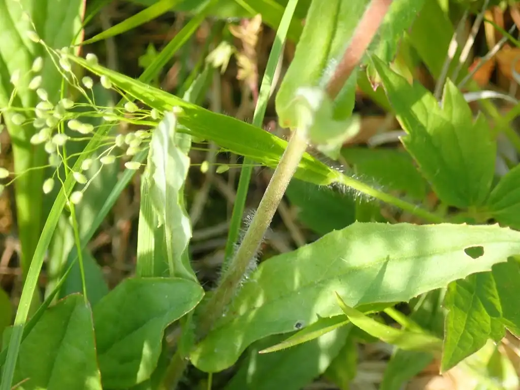Photo of Penstemon australis - Stem and leaves:Daniel Folds