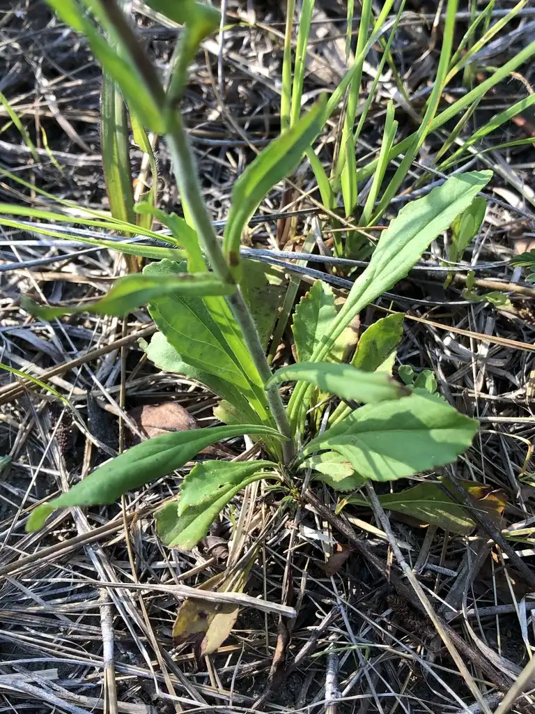 Photo of Penstemon australis - Leaves:howardhorne