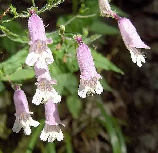 Фото Penstemon canescens (Penstemon canescenss)