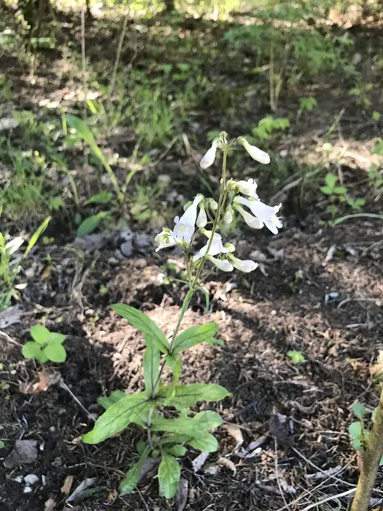 Фото Penstemon canescens (Penstemon canescenss)