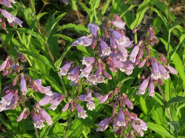Фото Penstemon canescens - Plant in National Botanic Garden, Washington, DC:Katja Schultz