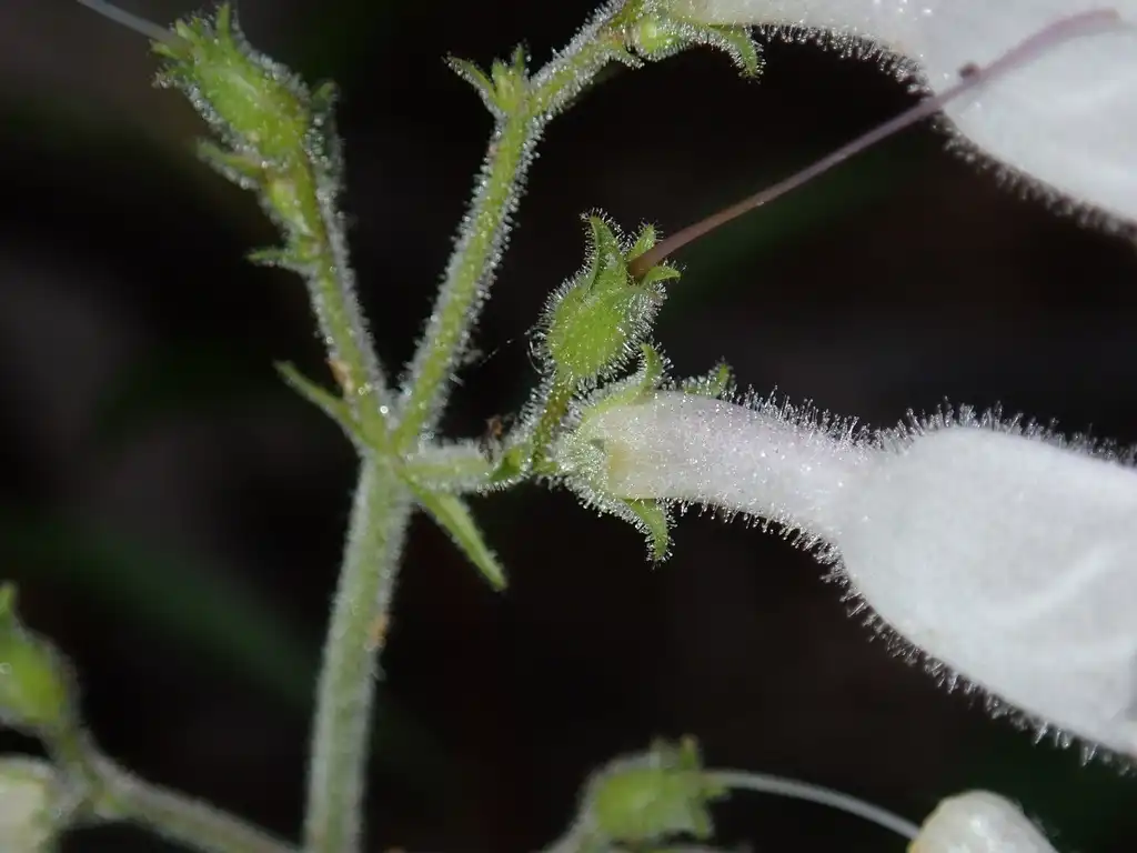 Фото Penstemon canescens - Stem:Daniel Folds