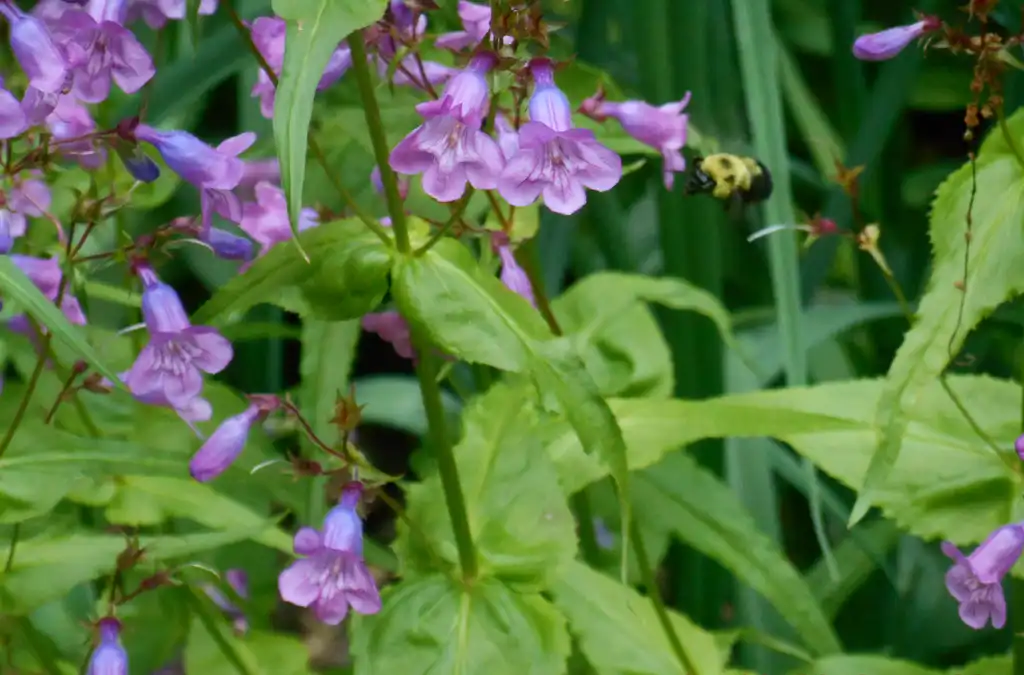 Фото Penstemon canescens - bloom with carpenter bee, spring, Iredell County, NC:Eva Munday