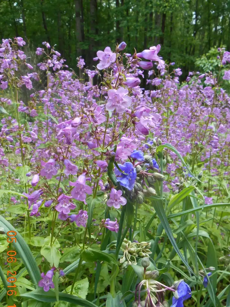 Фото Penstemon canescens - habit, spring, Iredell County, NC:Eva Munday