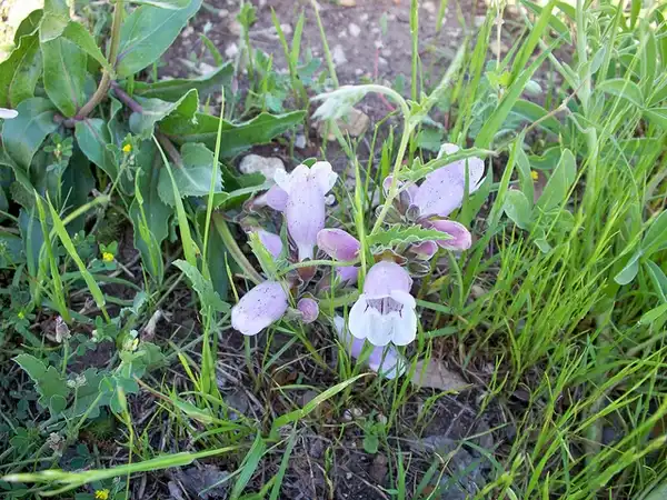 Фото Penstemon cobaea (Penstemon cobaeas)