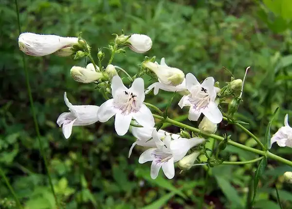 Foto de Penstemon digitalis (Penstemon digitaliss)