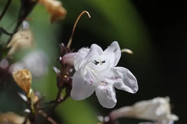 Foto de Penstemon digitalis (Penstemon digitaliss)