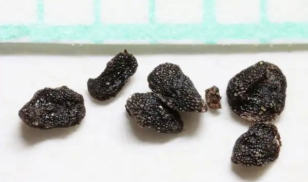 Foto de Penstemon digitalis - Penstemon digitalis seeds:Andrey-Zharkikh